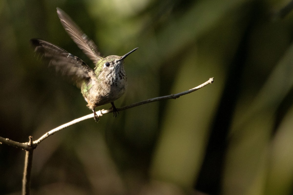 Calliope Hummingbird - ML615114490