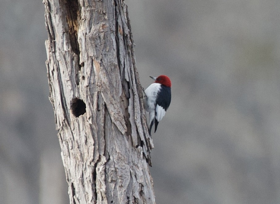 Red-headed Woodpecker - ML615114500