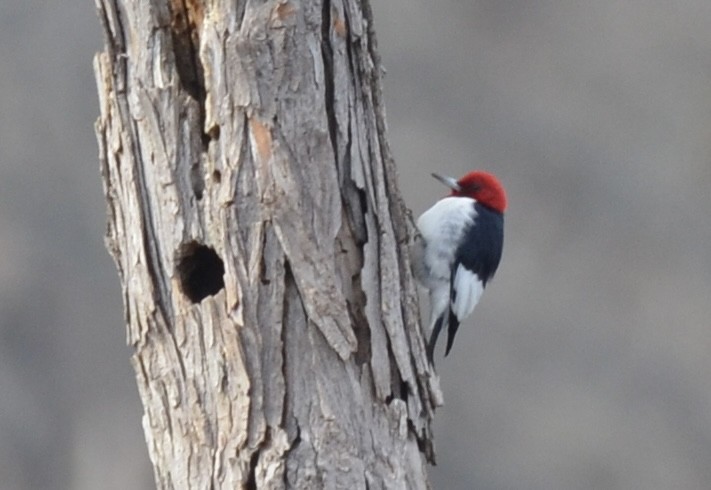 Red-headed Woodpecker - ML615114501