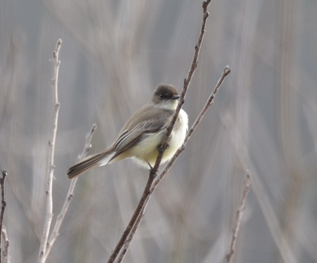 Eastern Phoebe - ML615114514