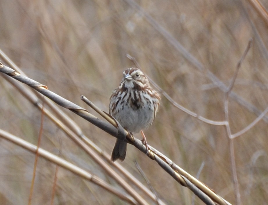 Song Sparrow - ML615114530