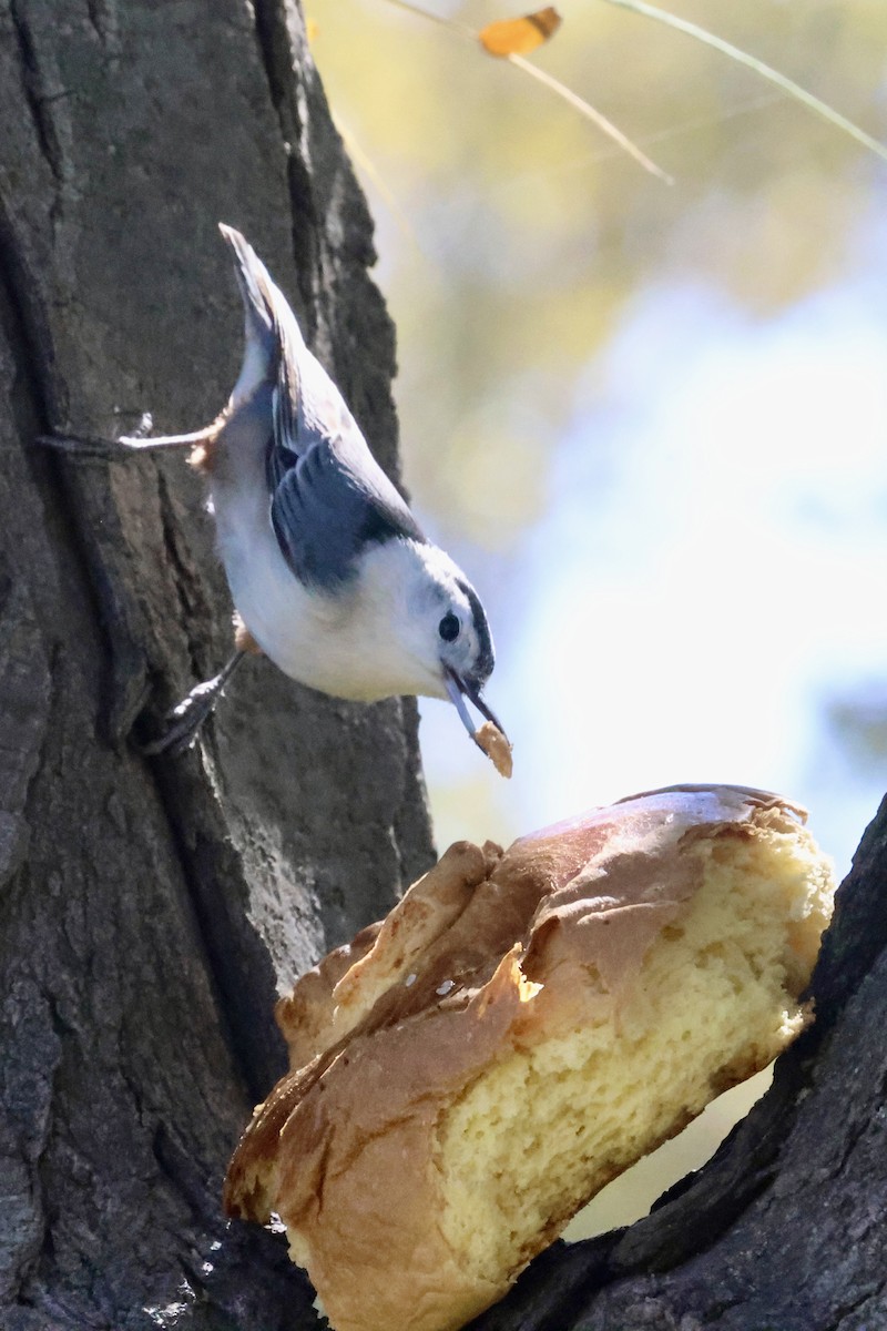 White-breasted Nuthatch - Daniel Tinoco