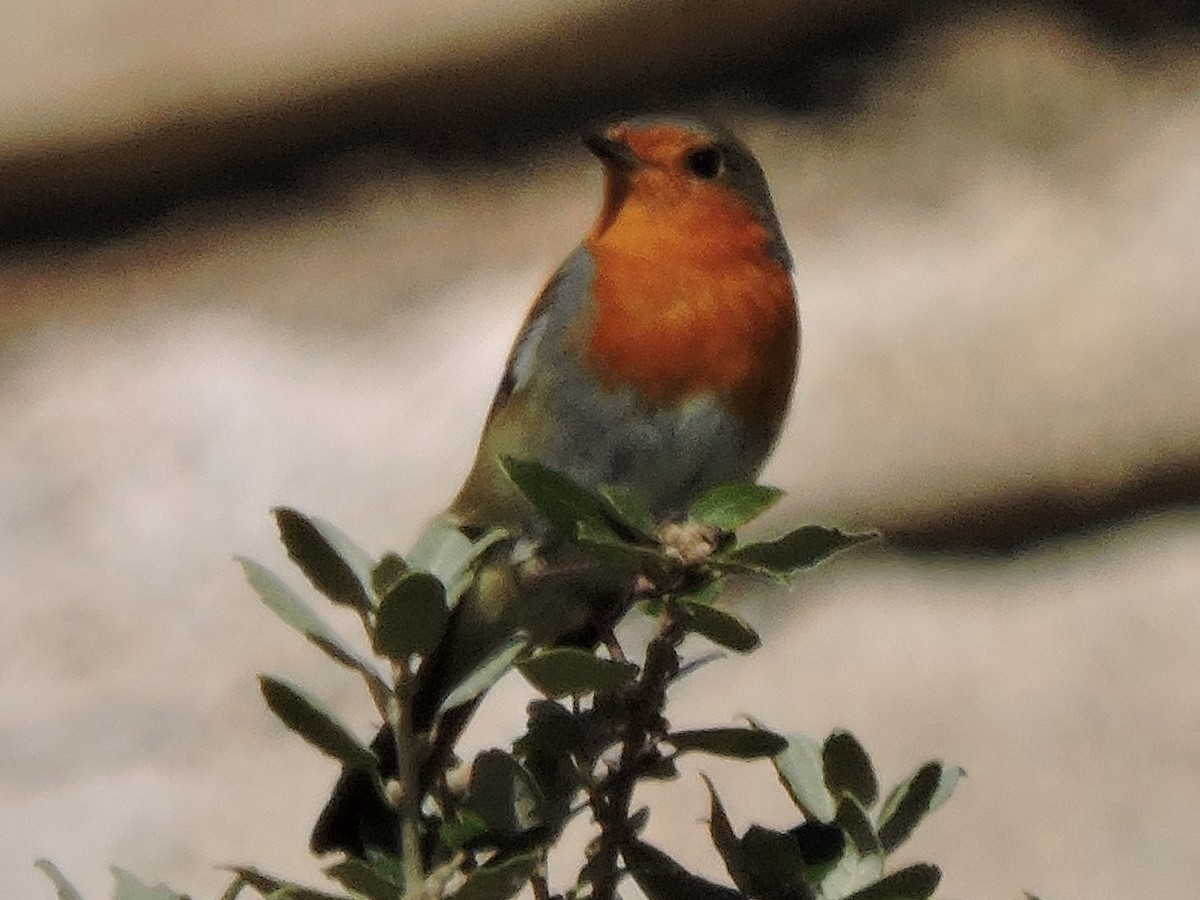 European Robin - ML615114593