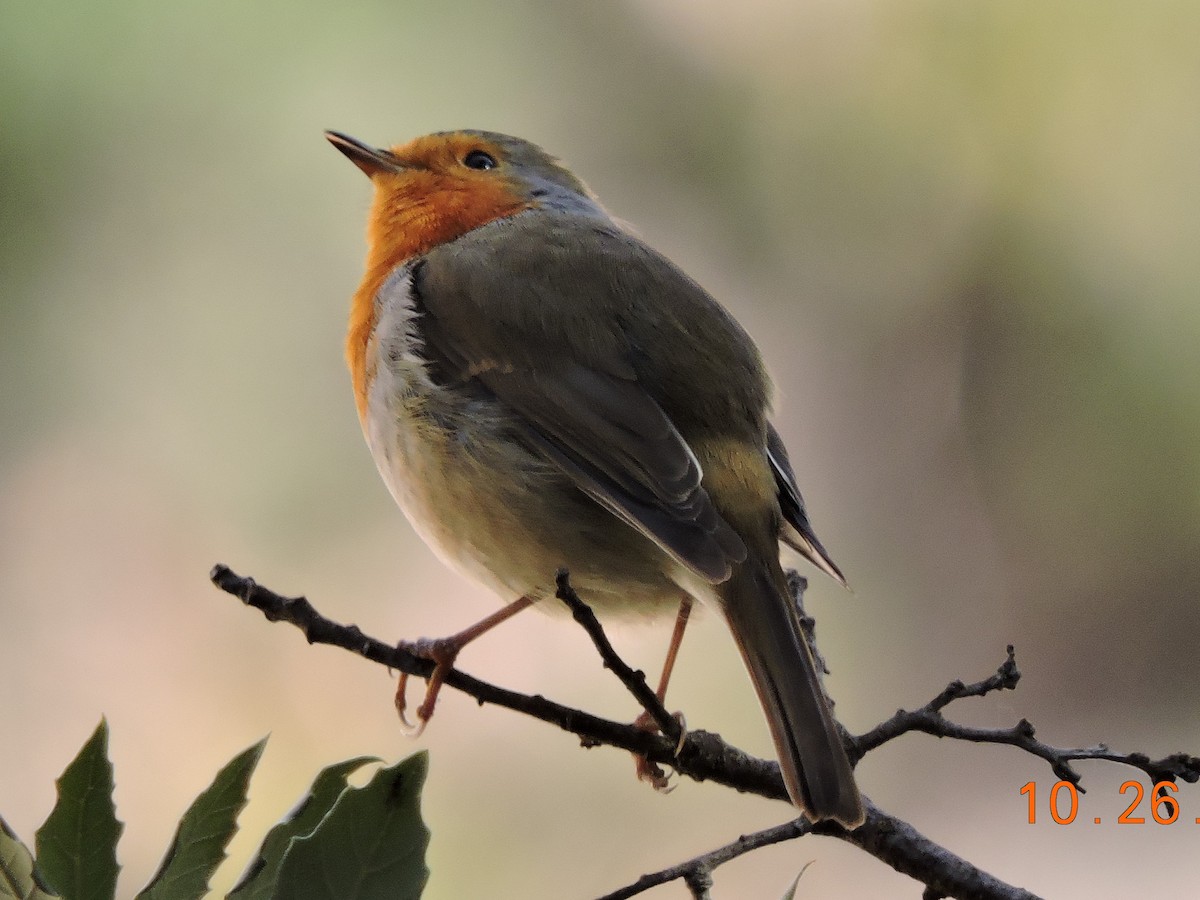 European Robin - ML615114594