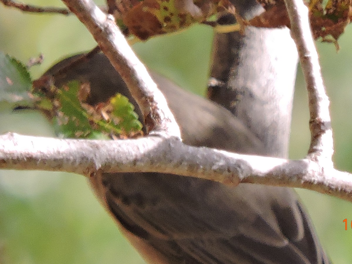 Common Redstart - ML615114628