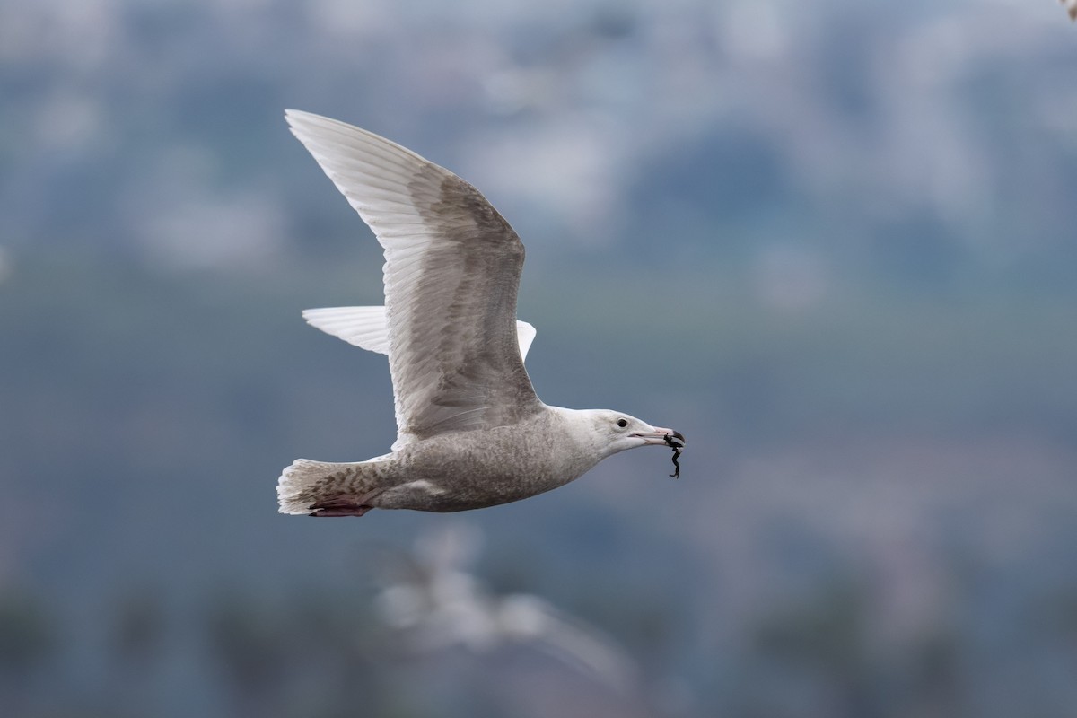 Glaucous Gull - ML615114659