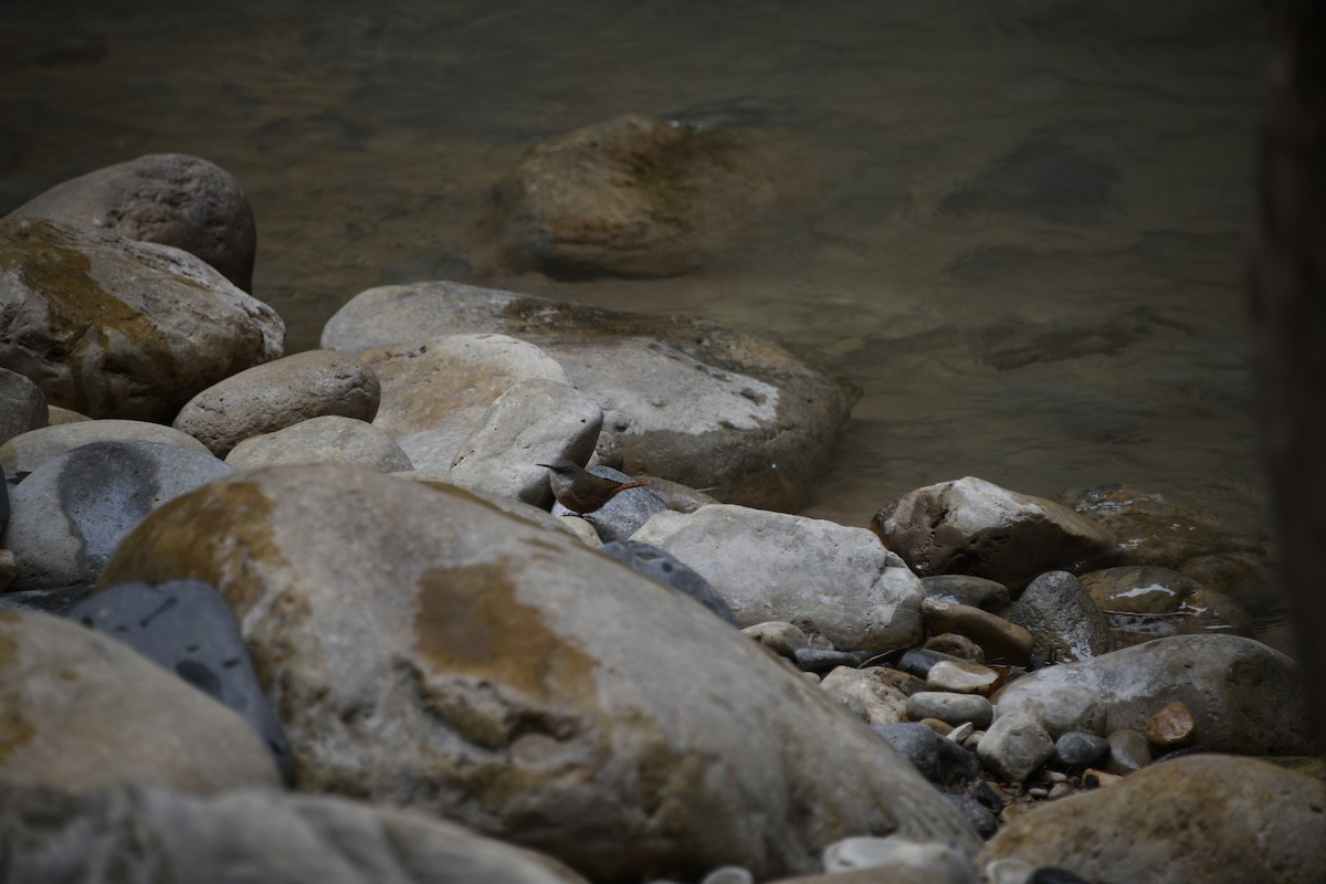 Canyon Wren - ML615114679
