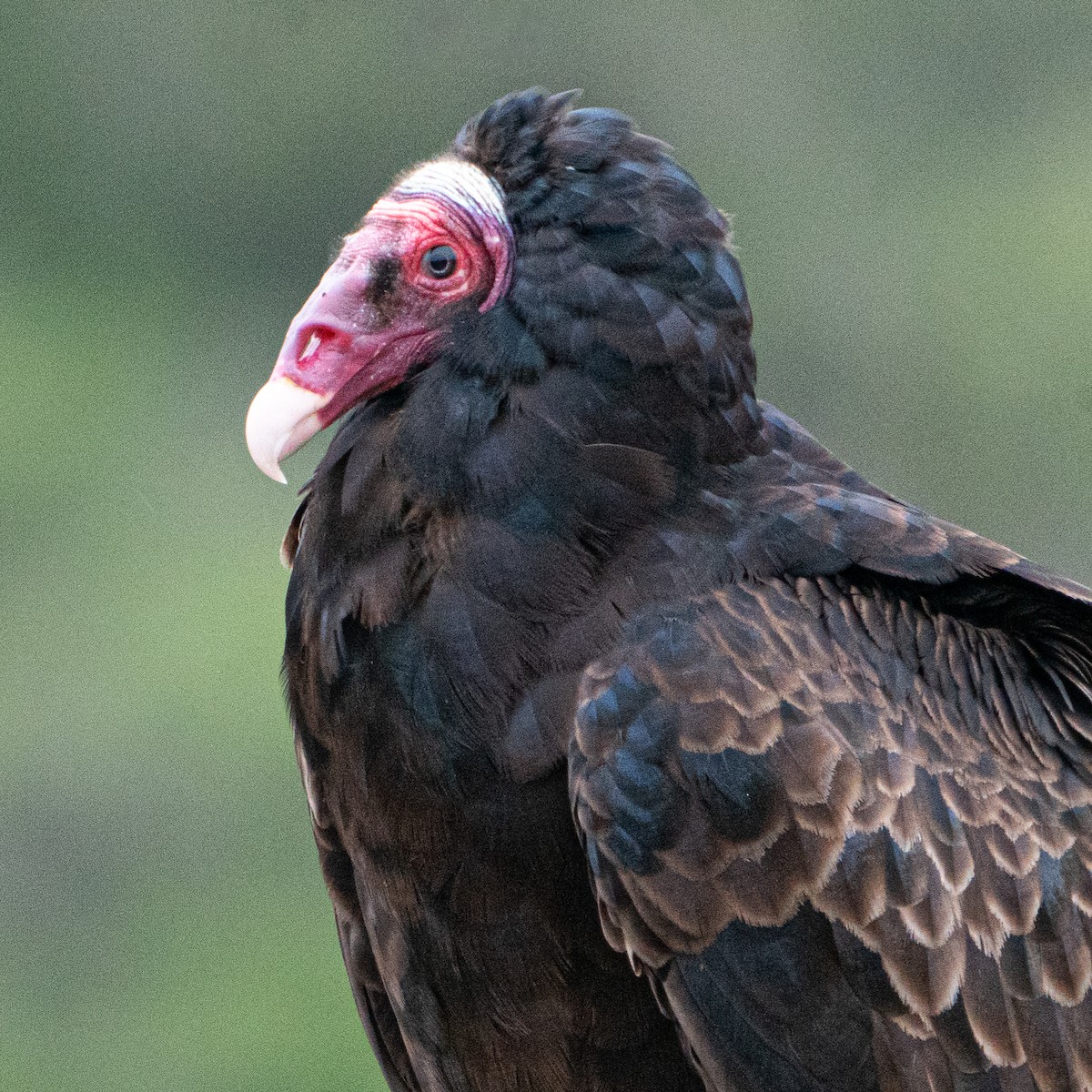 Turkey Vulture - ML615114733