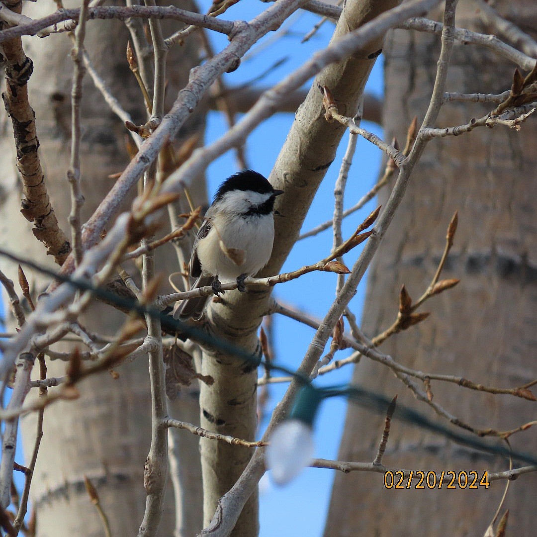 Black-capped Chickadee - ML615114735