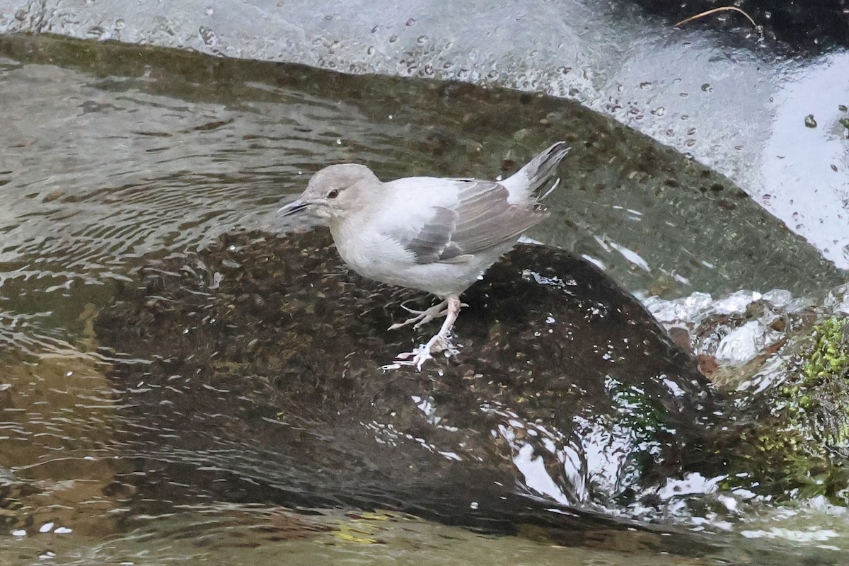 American Dipper - ML615114789