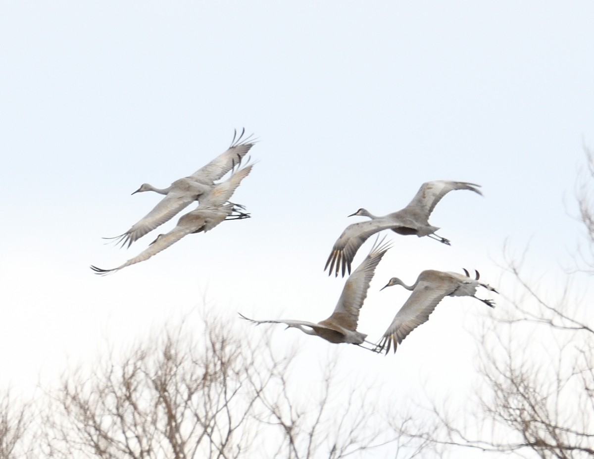 Sandhill Crane - ML615114791