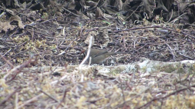 White-faced Ground-Sparrow - ML615114841