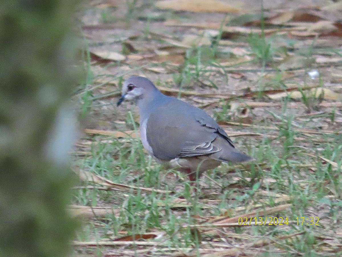 White-tipped Dove - ML615114907