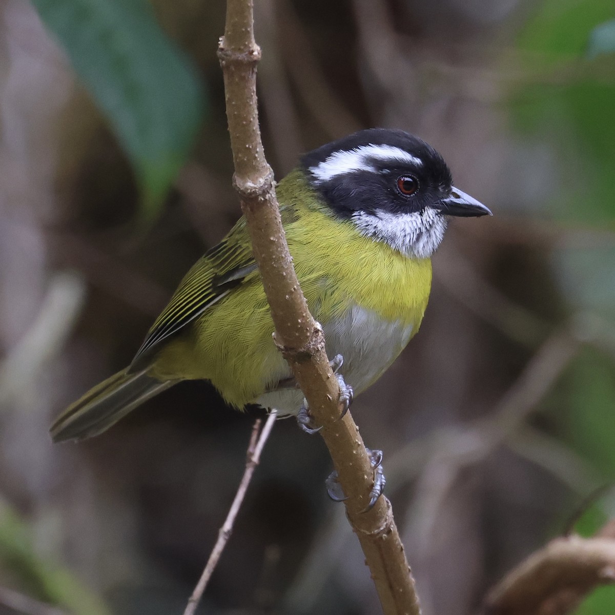 Sooty-capped Chlorospingus - ML615114911