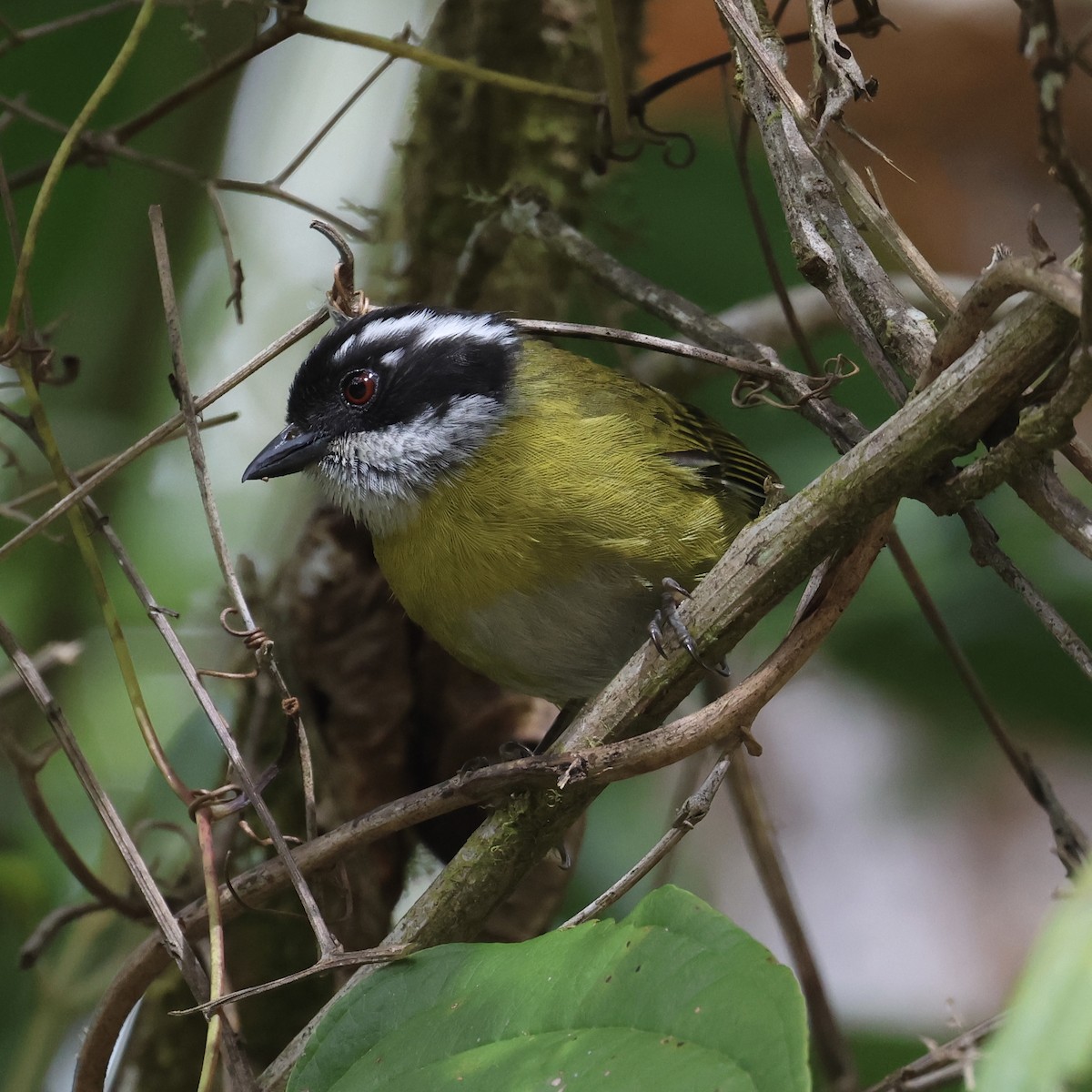 Sooty-capped Chlorospingus - ML615114912