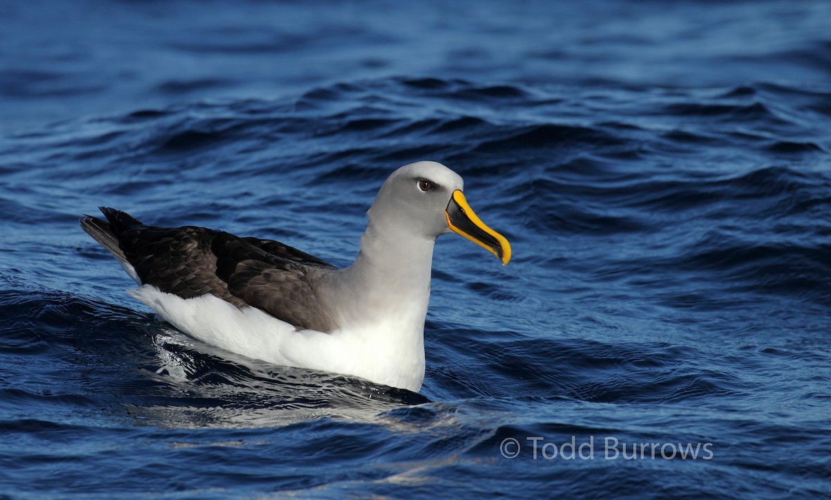 Buller's Albatross - ML61511501