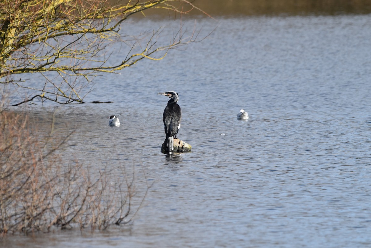 Cormorano - ML615115027