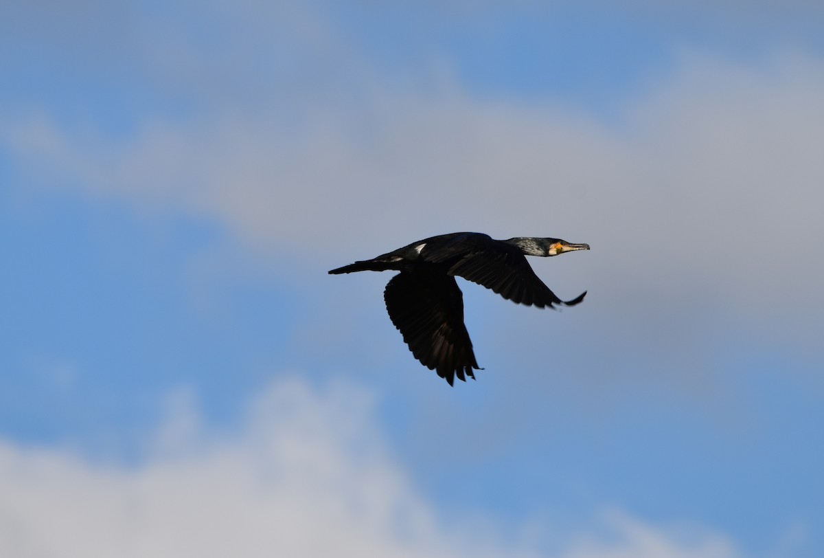 Cormorano - ML615115028