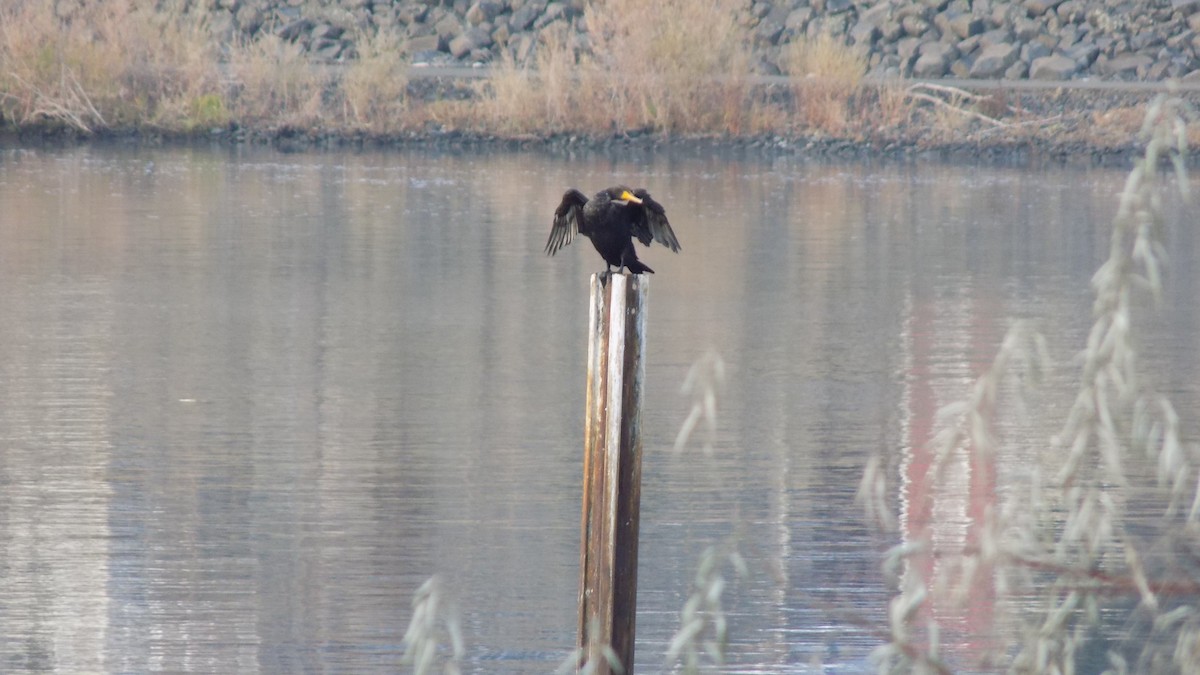 Double-crested Cormorant - ML615115039