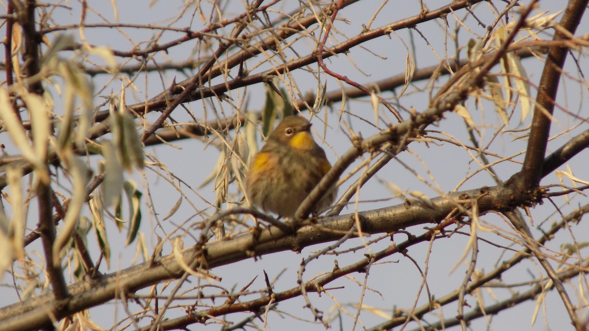 Yellow-rumped Warbler - ML615115054