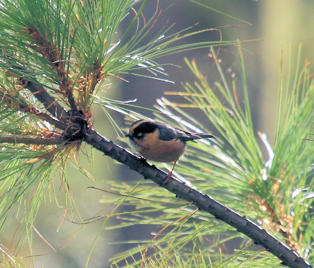 Black-browed Tit - Kernan Bell