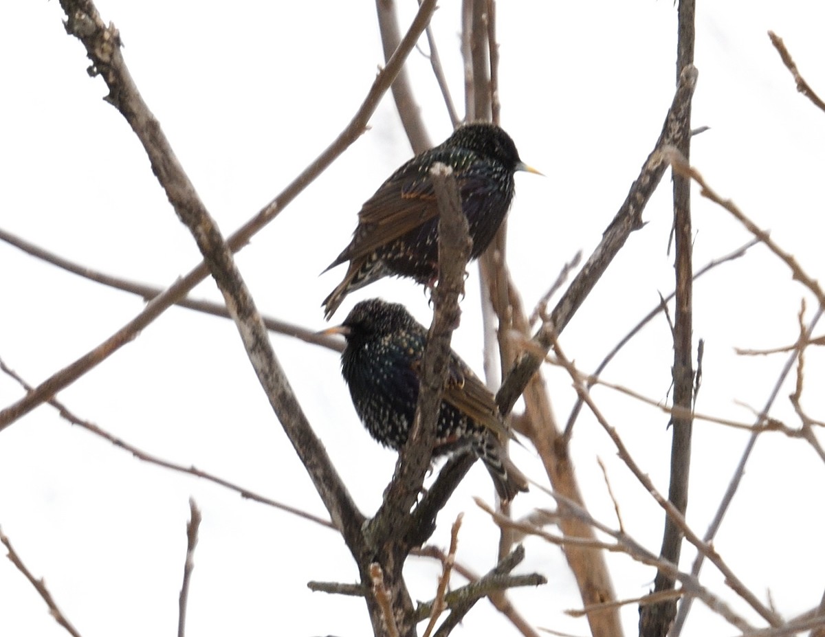 European Starling - ML615115107