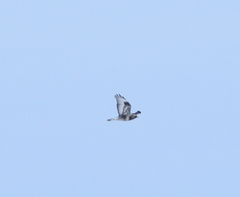 Rough-legged Hawk - ML615115232