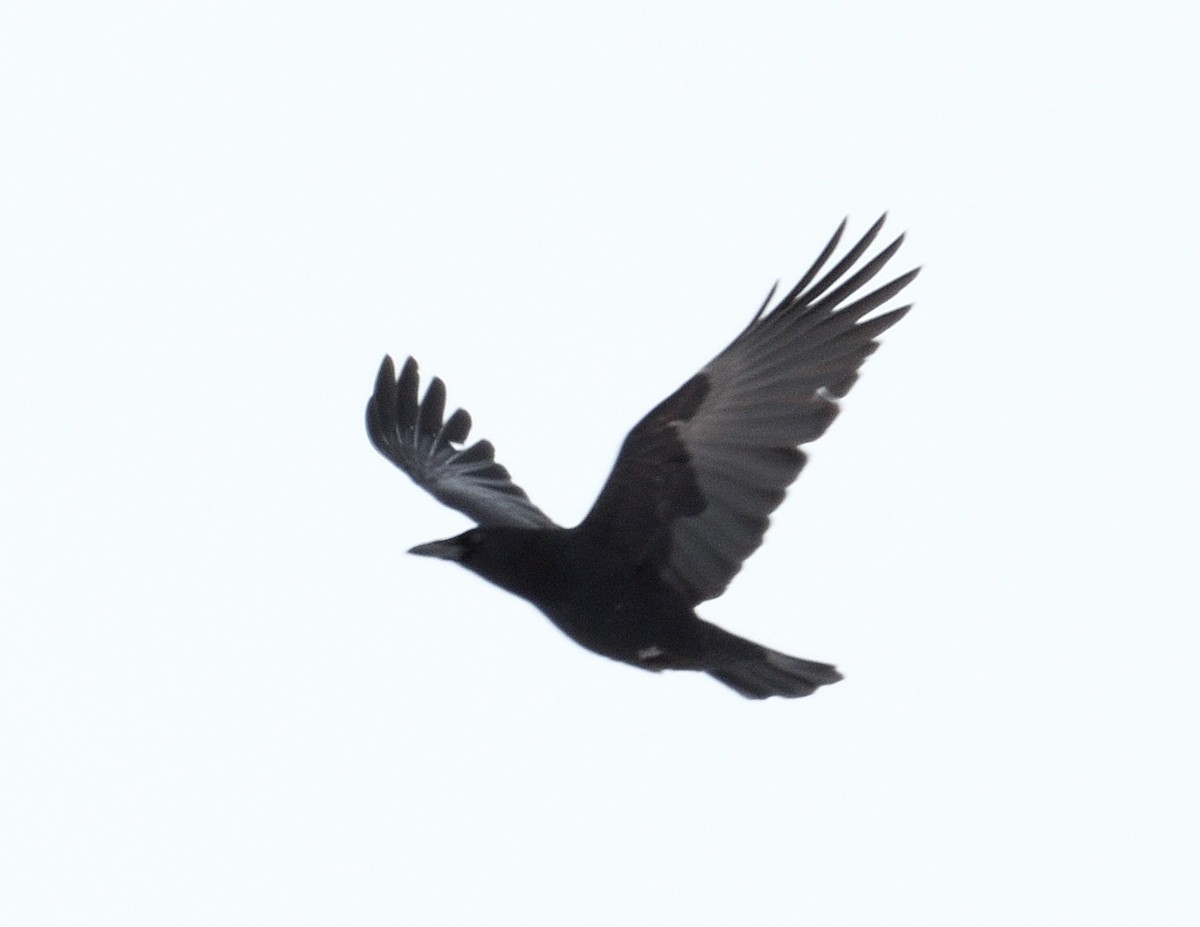 American Crow - ML615115242