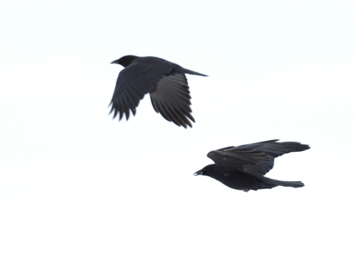 American Crow - ML615115243