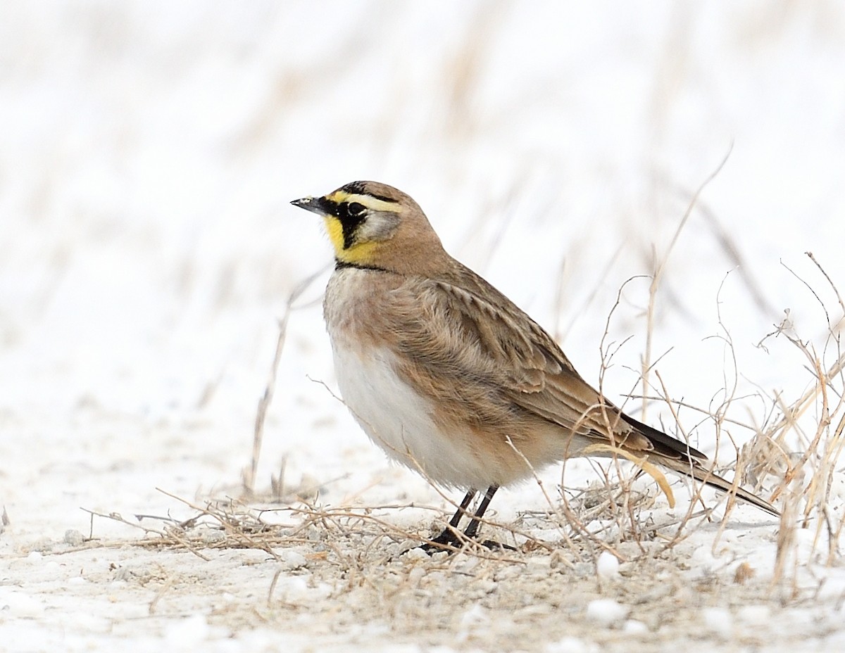 Horned Lark - ML615115246