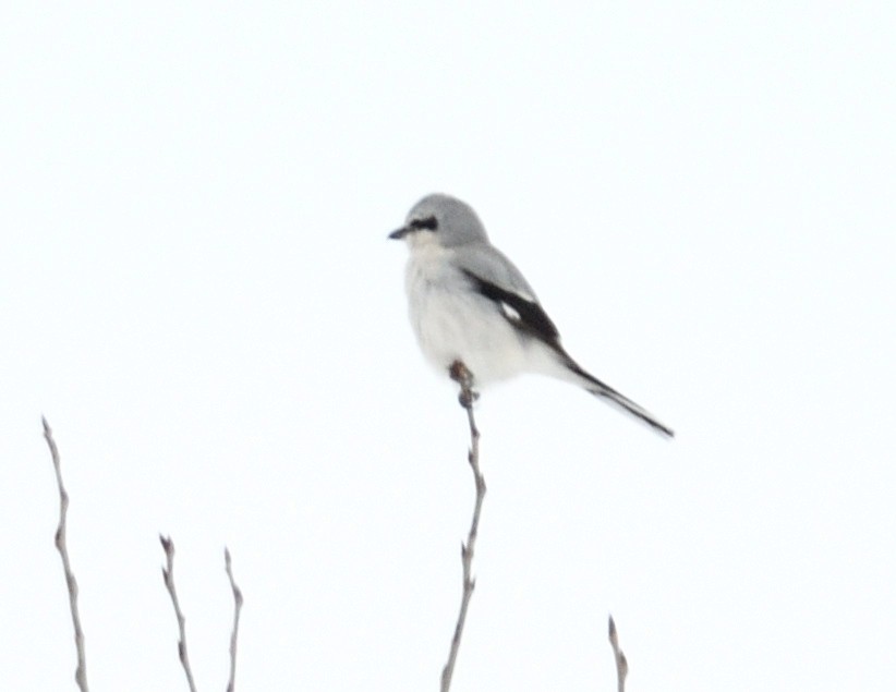 Northern Shrike - ML615115284