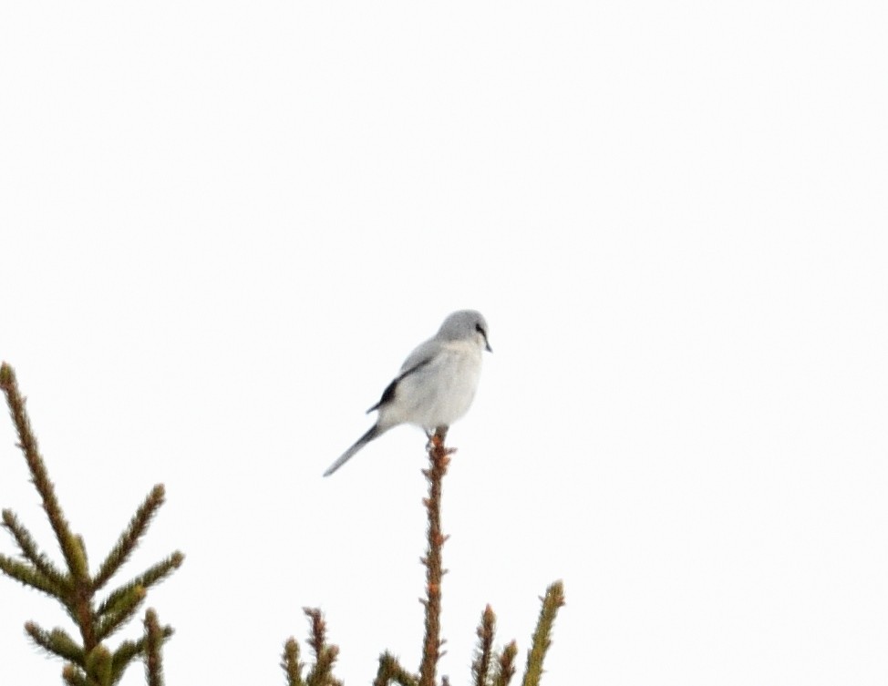 Northern Shrike - ML615115286