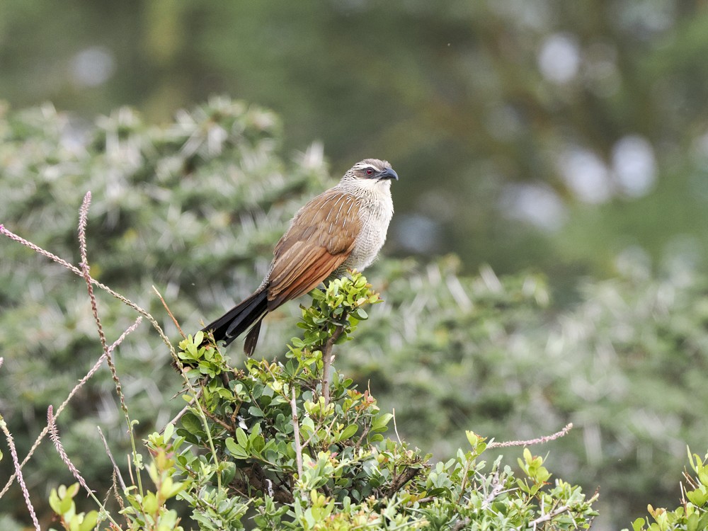 White-browed Coucal - ML615115296