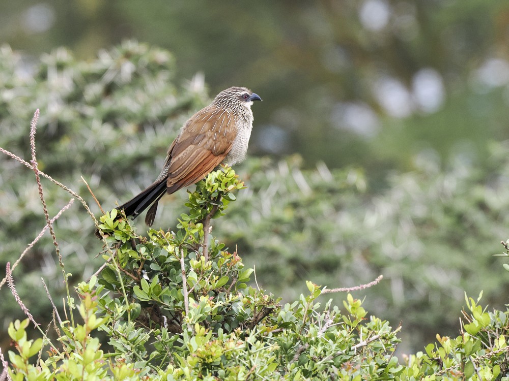 White-browed Coucal - ML615115297