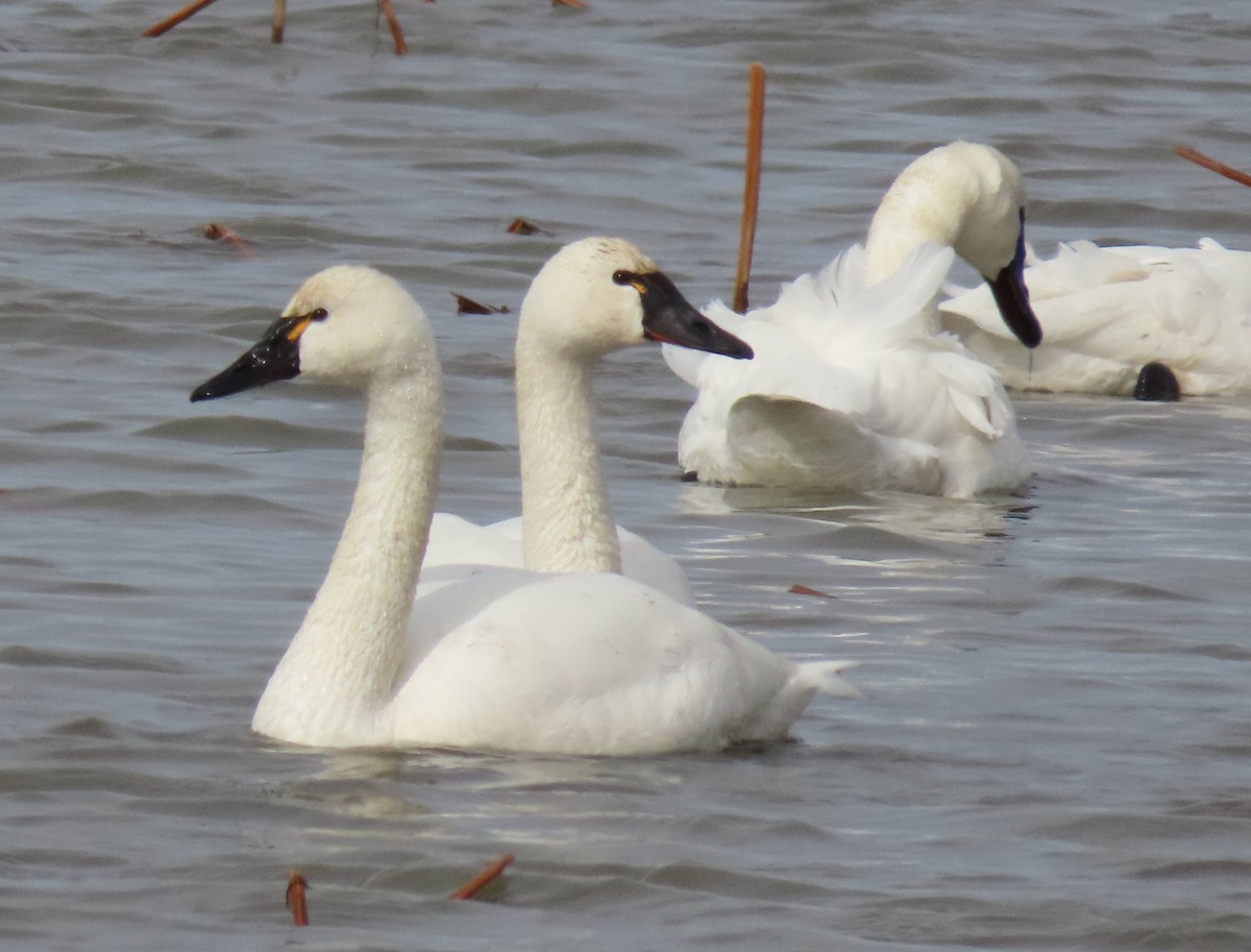 Tundra Swan - Heidi Eaton