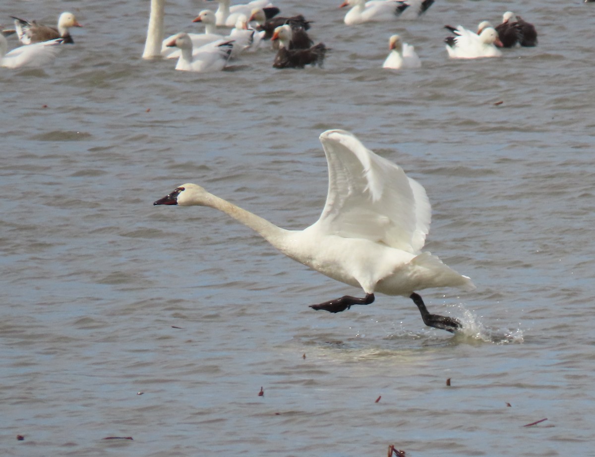 Tundra Swan - Heidi Eaton