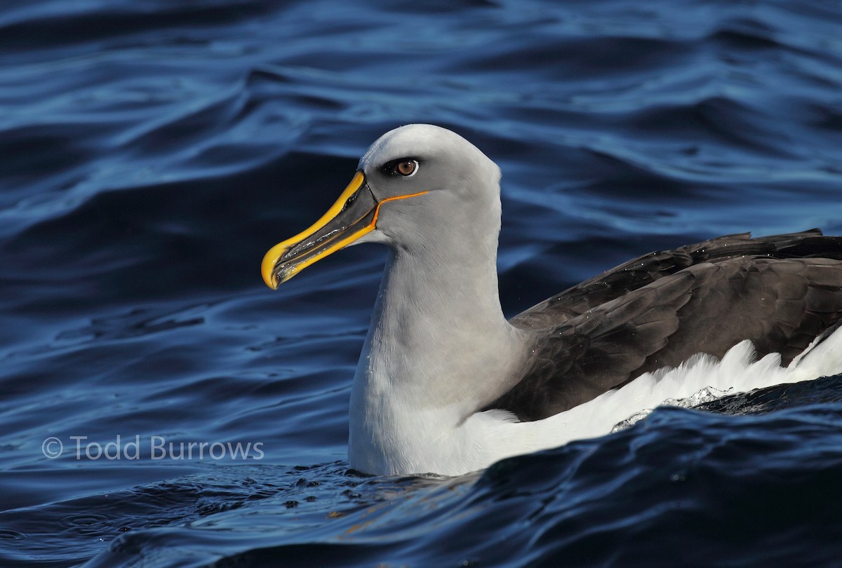 albatros Bullerův - ML61511541