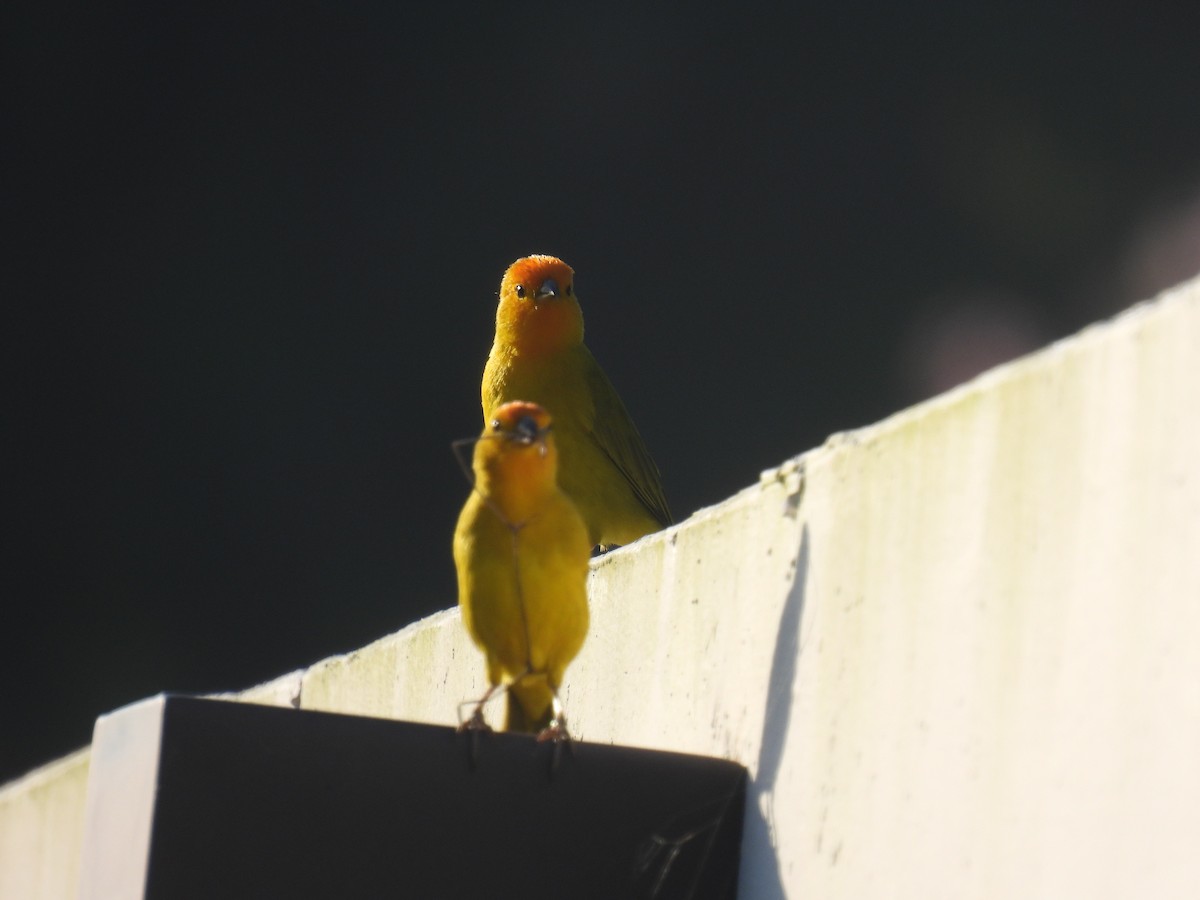 Saffron Finch - ML615115478