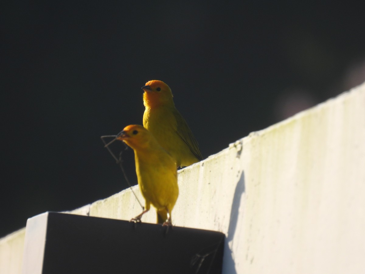 Saffron Finch - ML615115479