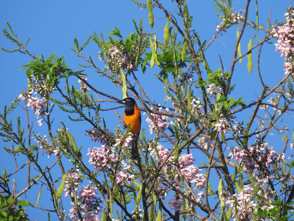 Venezuelan Troupial - ML615115492