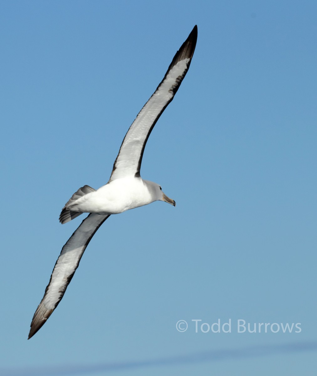 albatros snarský - ML61511551
