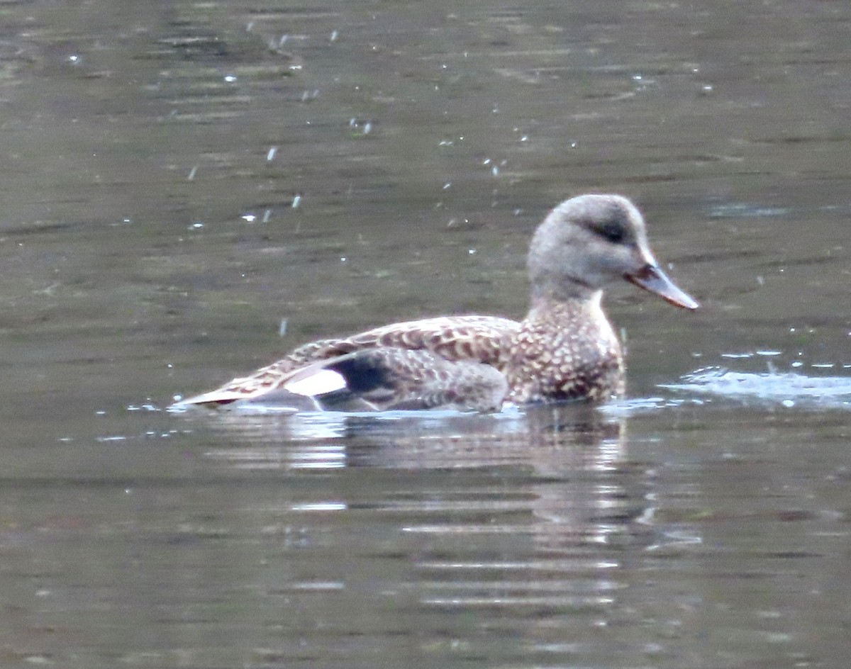 Gadwall - ML615115554