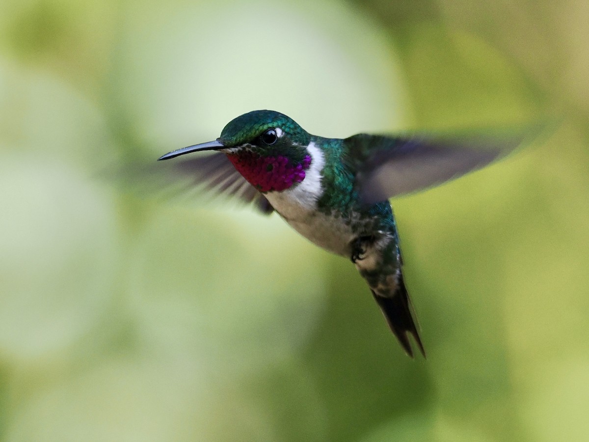 White-bellied Woodstar - Gabriel Willow