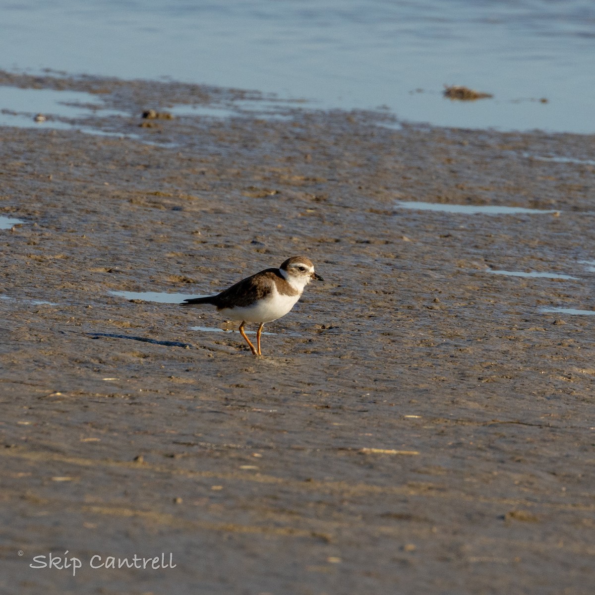 Semipalmated Plover - ML615115612