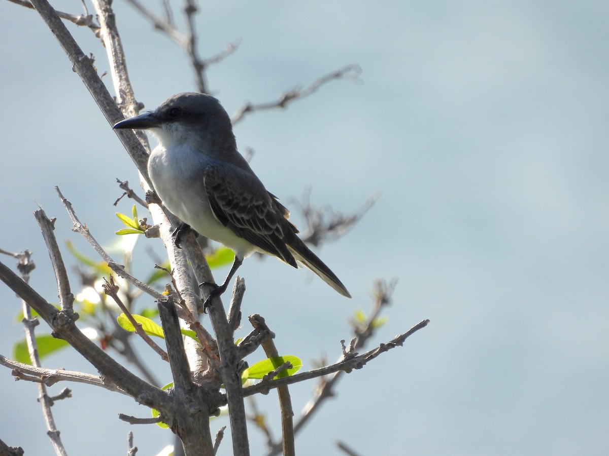 Gray Kingbird - Nick Dawson