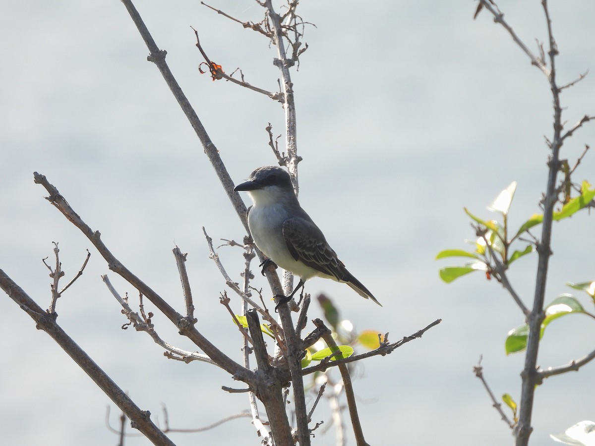 Gray Kingbird - ML615115679