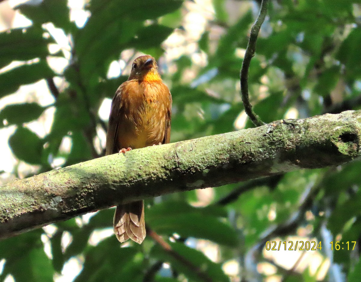 Red-throated Ant-Tanager - kathy hart