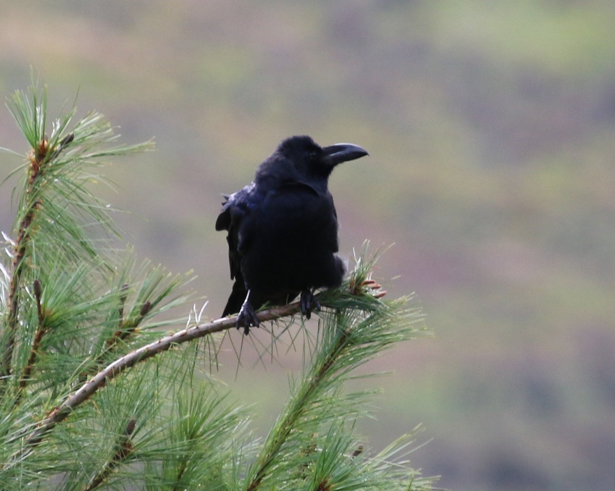 Large-billed Crow - Kernan Bell