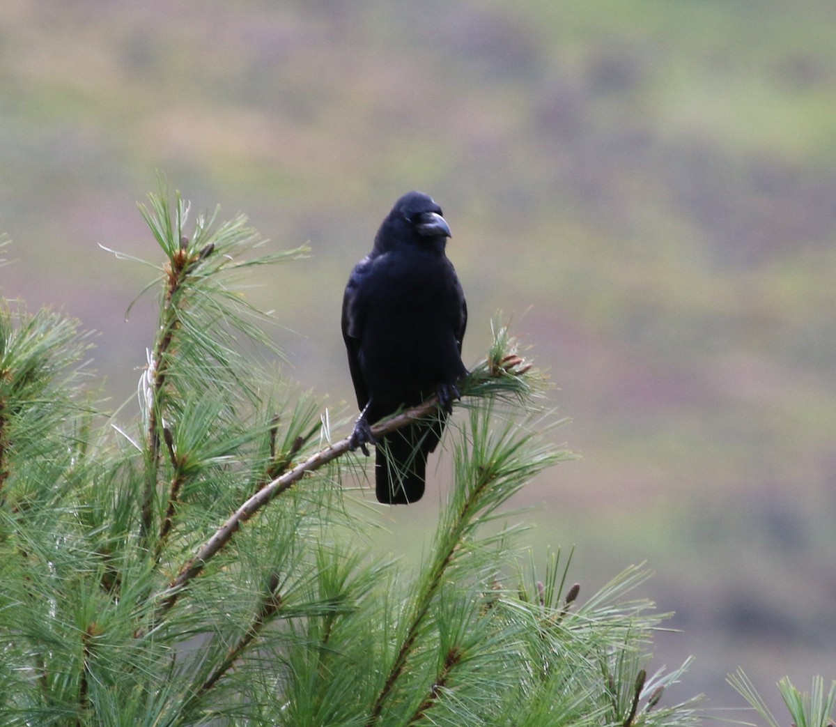 Large-billed Crow - Kernan Bell