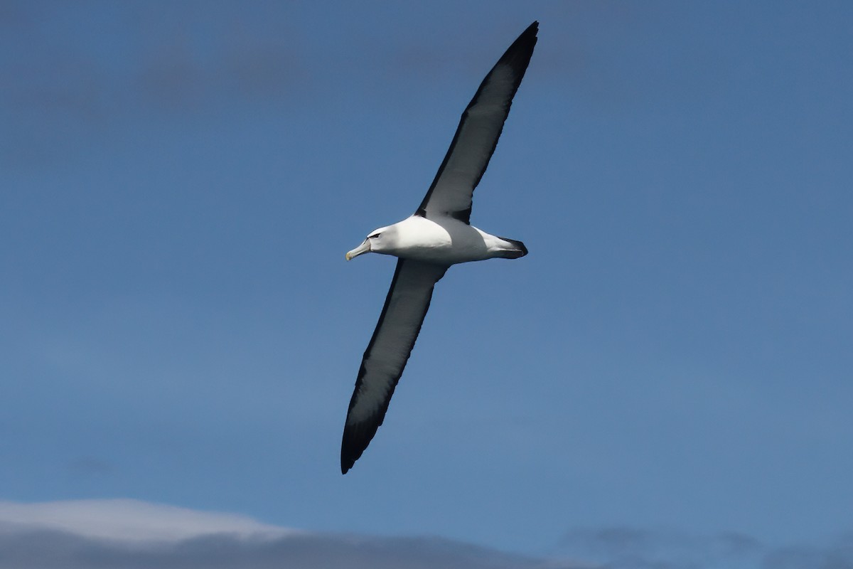 White-capped Albatross - ML615115773